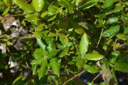 Holly Oak <br/>(Quercus ilex) 200cm+ singles