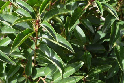 Portuguese Laurel<br>(Prunus lusitanica)