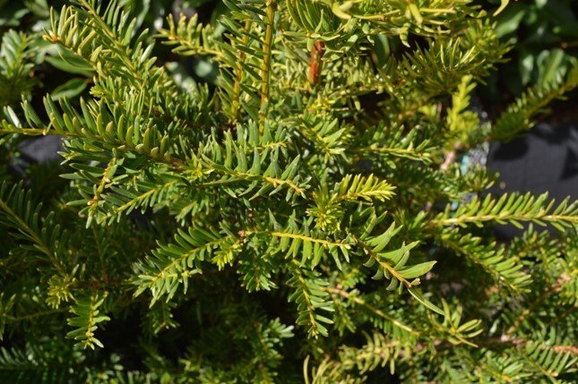 English Yew<br/>(Taxus baccata) 60-80cm